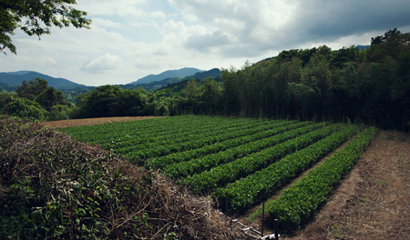 Restoration of Abandoned Tea Farms